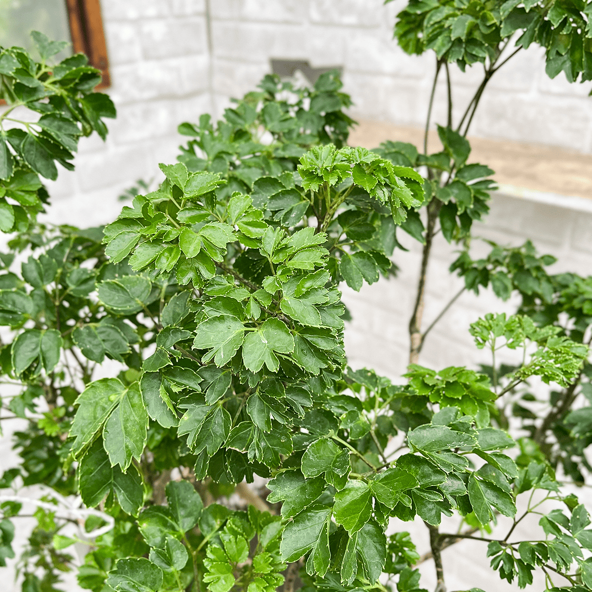 【ポリシャス】陶器製花器｜大型｜観葉植物《店頭受取・大阪近郊配送のみ》