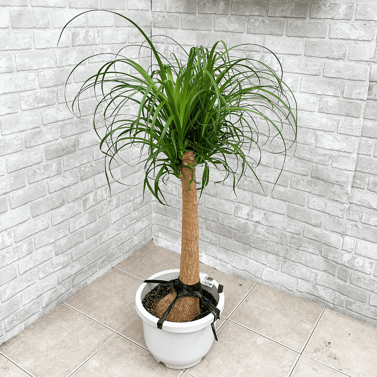 【トックリラン03】大型｜観葉植物