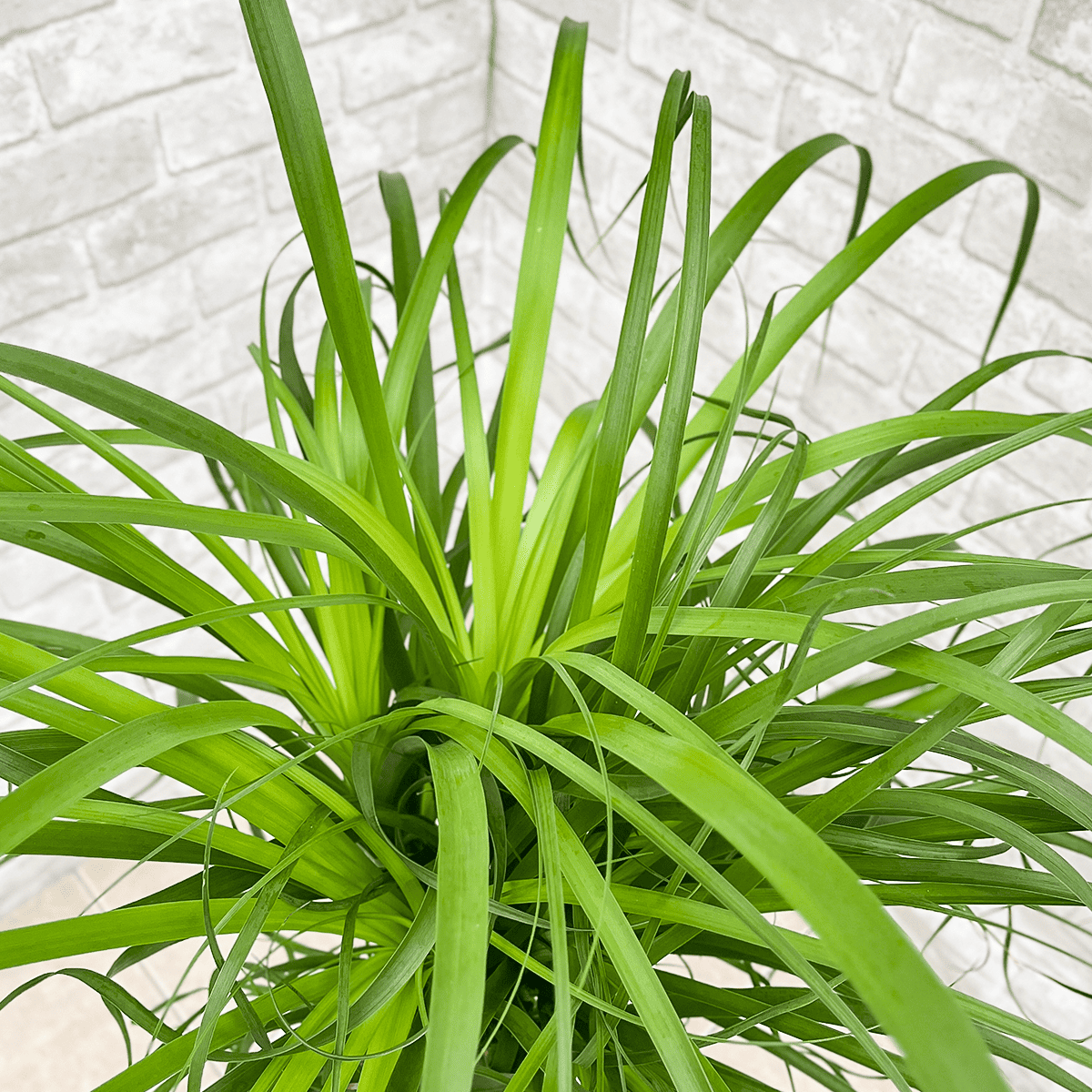 【トックリラン03】大型｜観葉植物