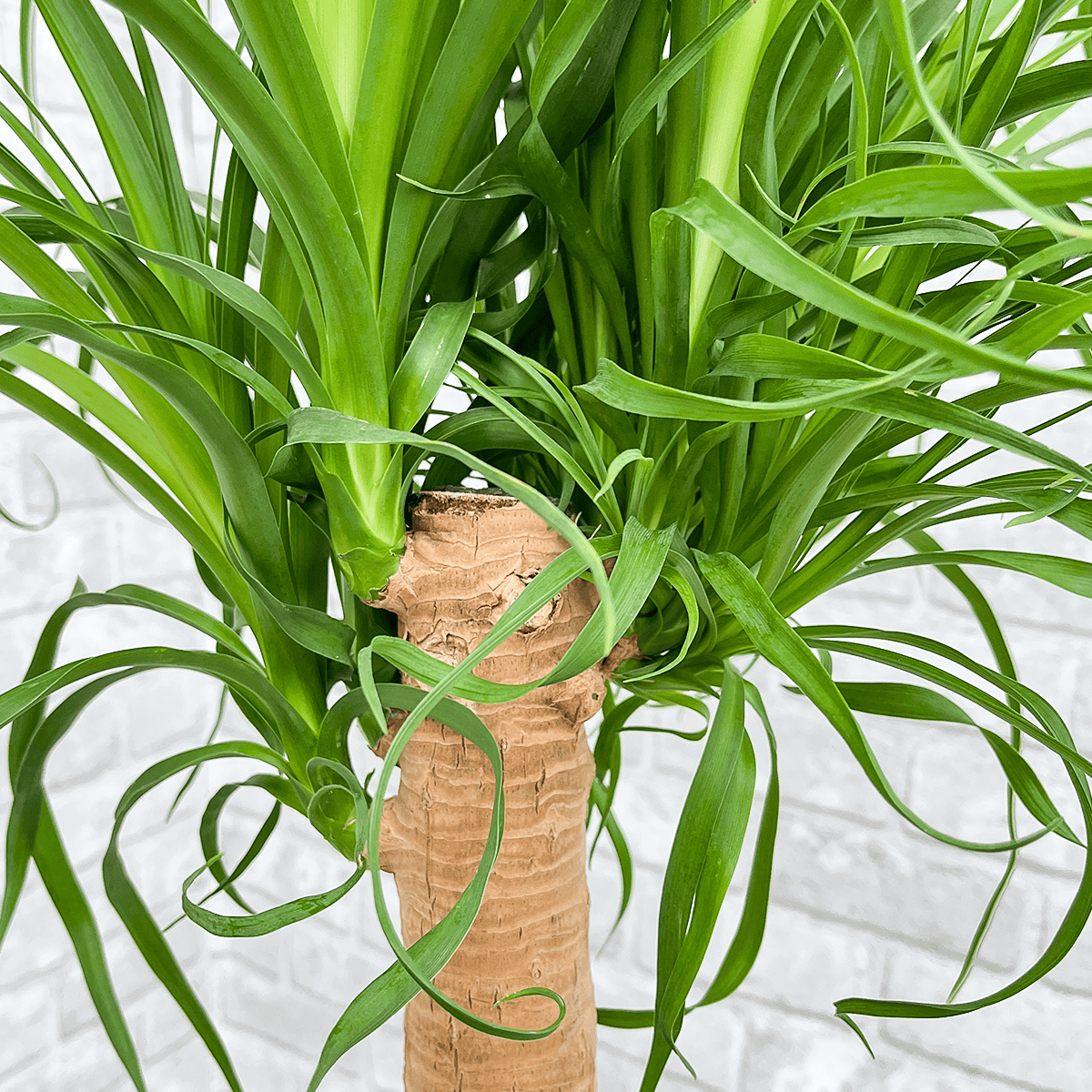 トックリラン大型 枝3本 トックリラン大型 枝3本