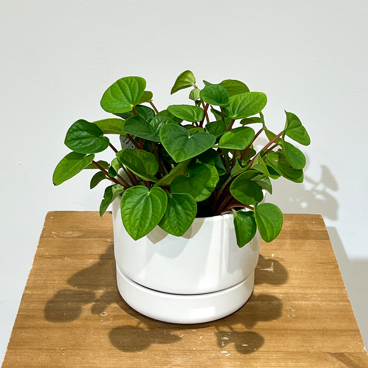 【植木鉢】マットな質感の陶器製鉢 ２色（ホワイト／ブラック）（受け皿付き）