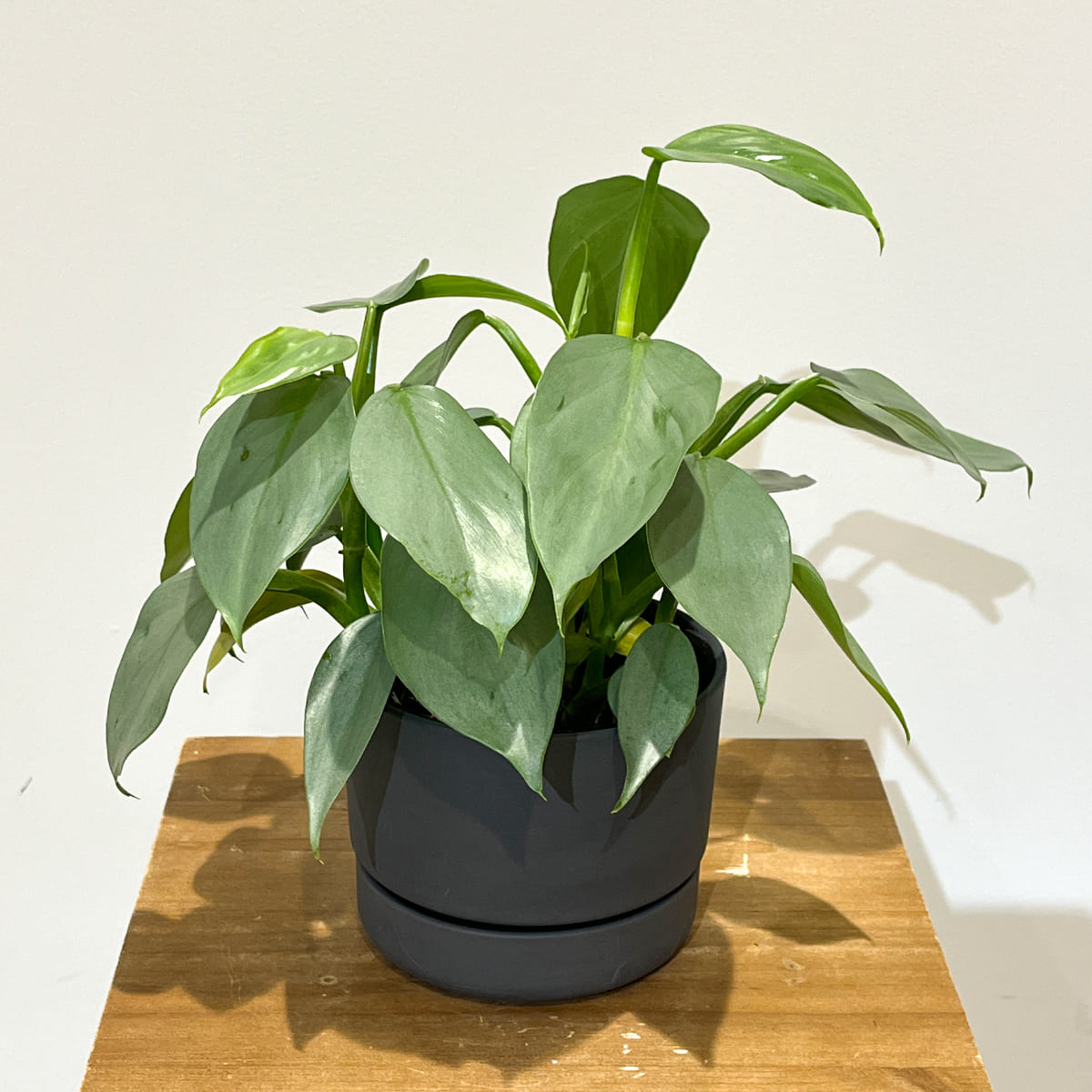 【植木鉢】マットな質感の陶器製鉢 ２色（ホワイト／ブラック）（受け皿付き）