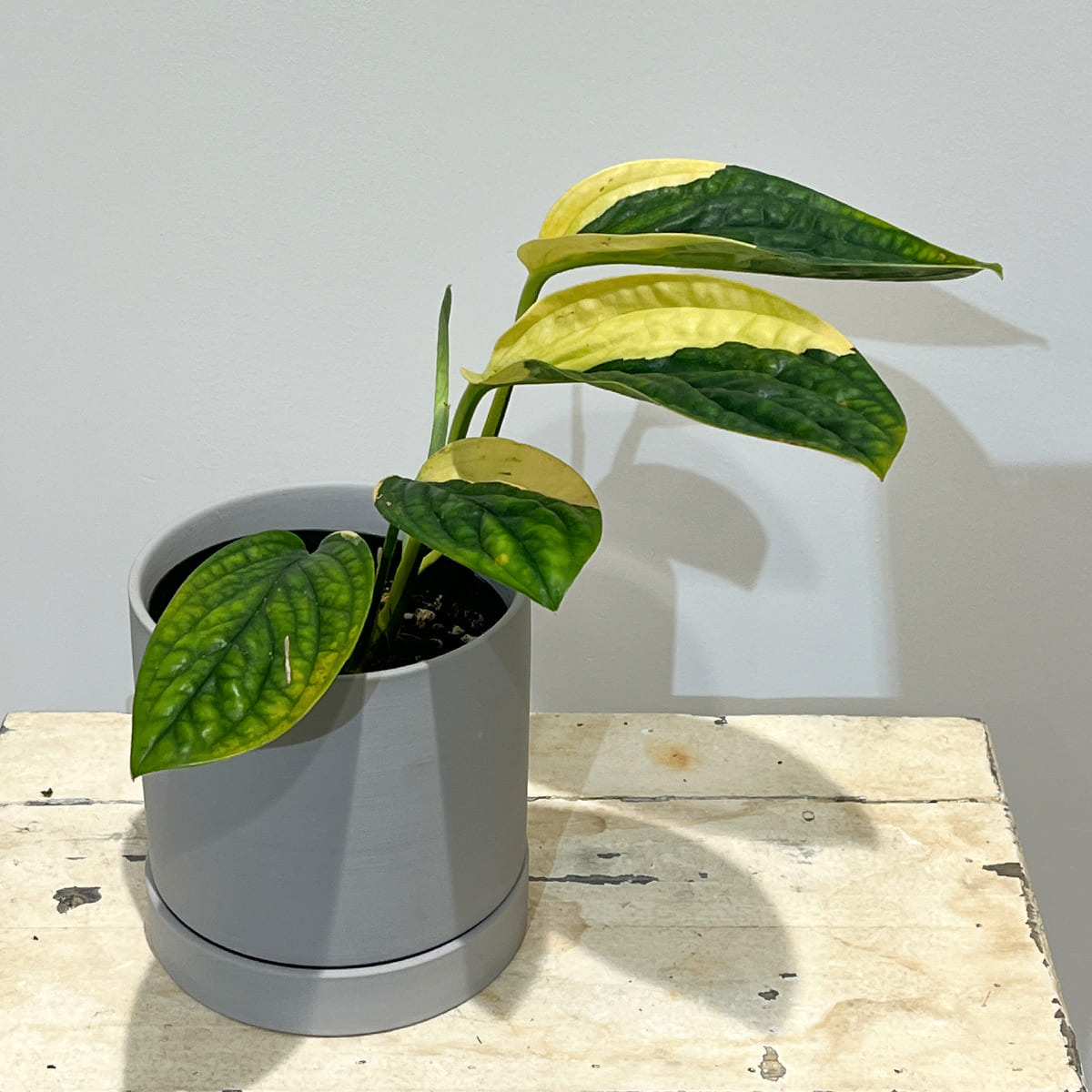 [Vase] bouton | Large size