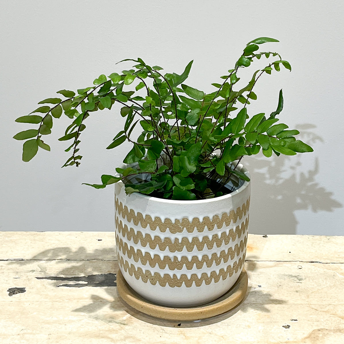 【植木鉢】波形の帯模様をあしらったマット仕上げの陶器鉢 全２色（ホワイト／ネイビー）（受け皿付き）