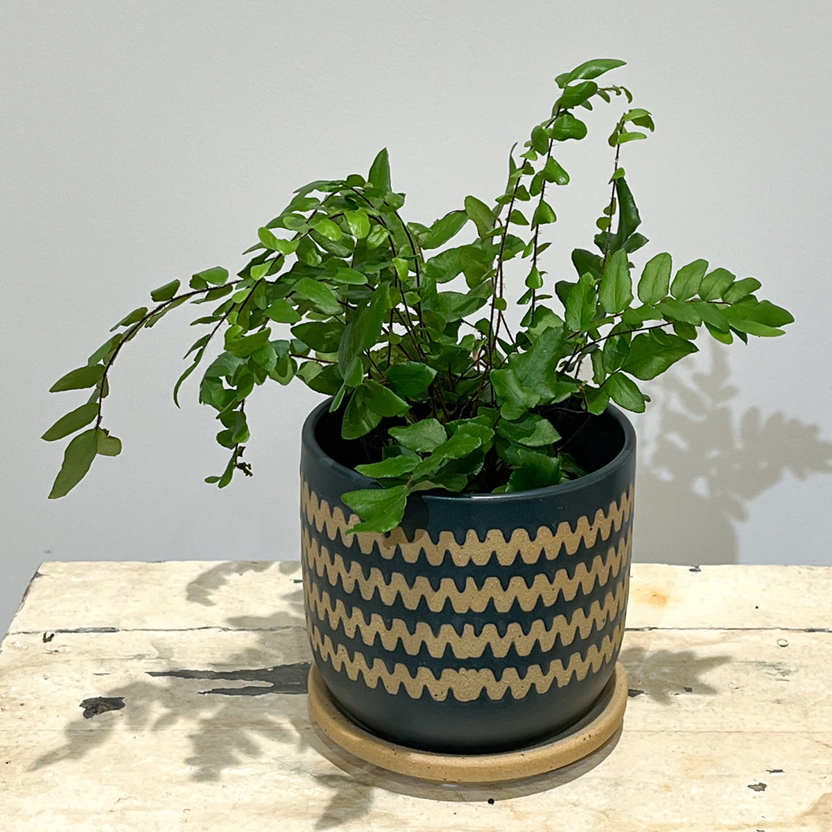 【植木鉢】波形の帯模様をあしらったマット仕上げの陶器鉢 全２色（ホワイト／ネイビー）（受け皿付き）