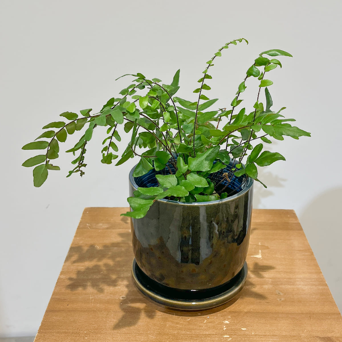 [Vase] bouton | Large size