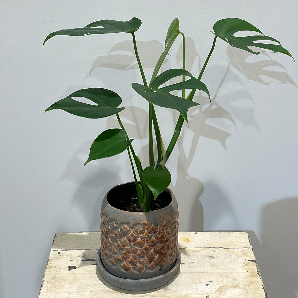 【植木鉢】マットなグレーを基調としたアンティーク調の陶器鉢（受け皿付き）