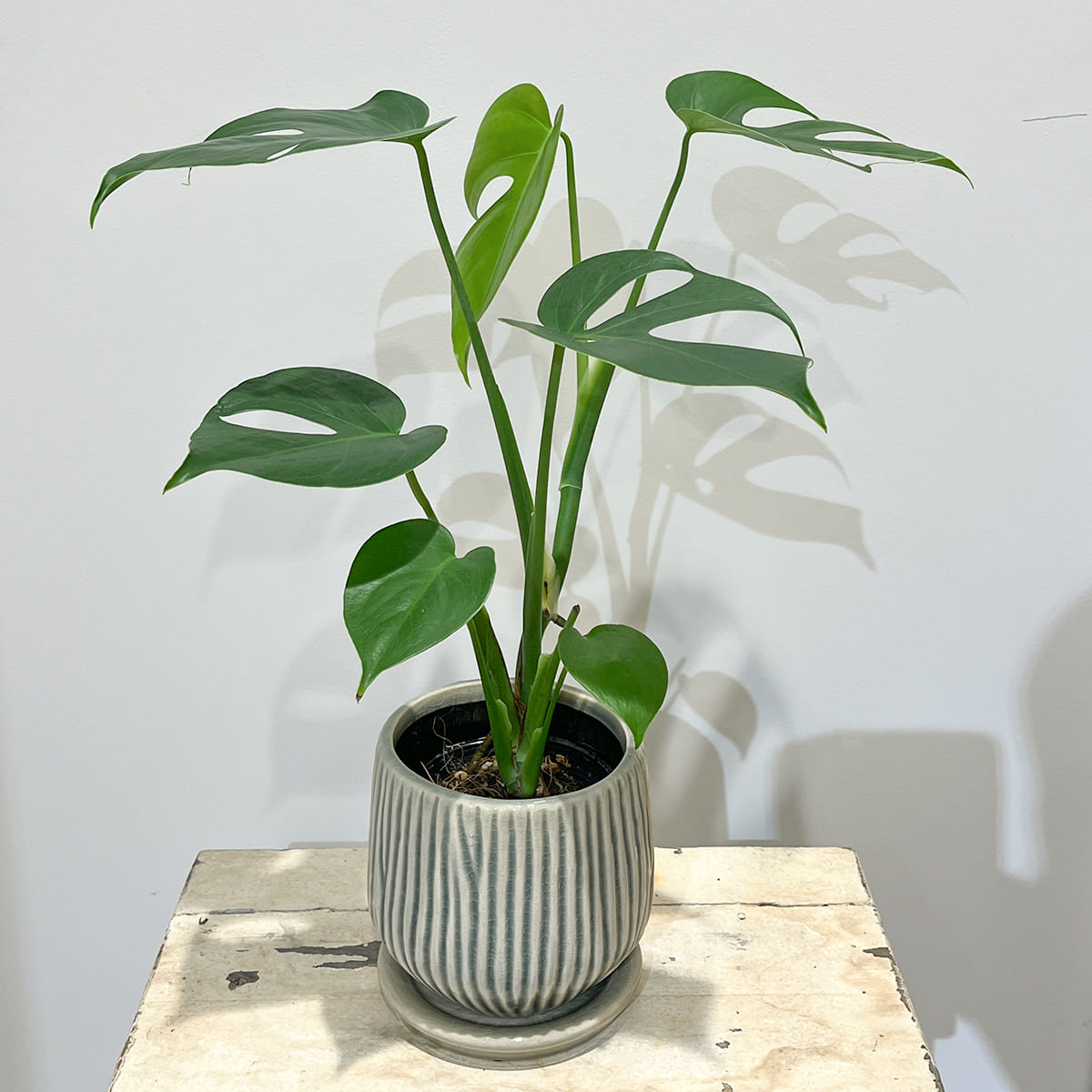 【植木鉢】波打つような縦の彫り模様を施した丸みのある陶器鉢 全２色（ブルーグレー／ホワイト）（受け皿付き）