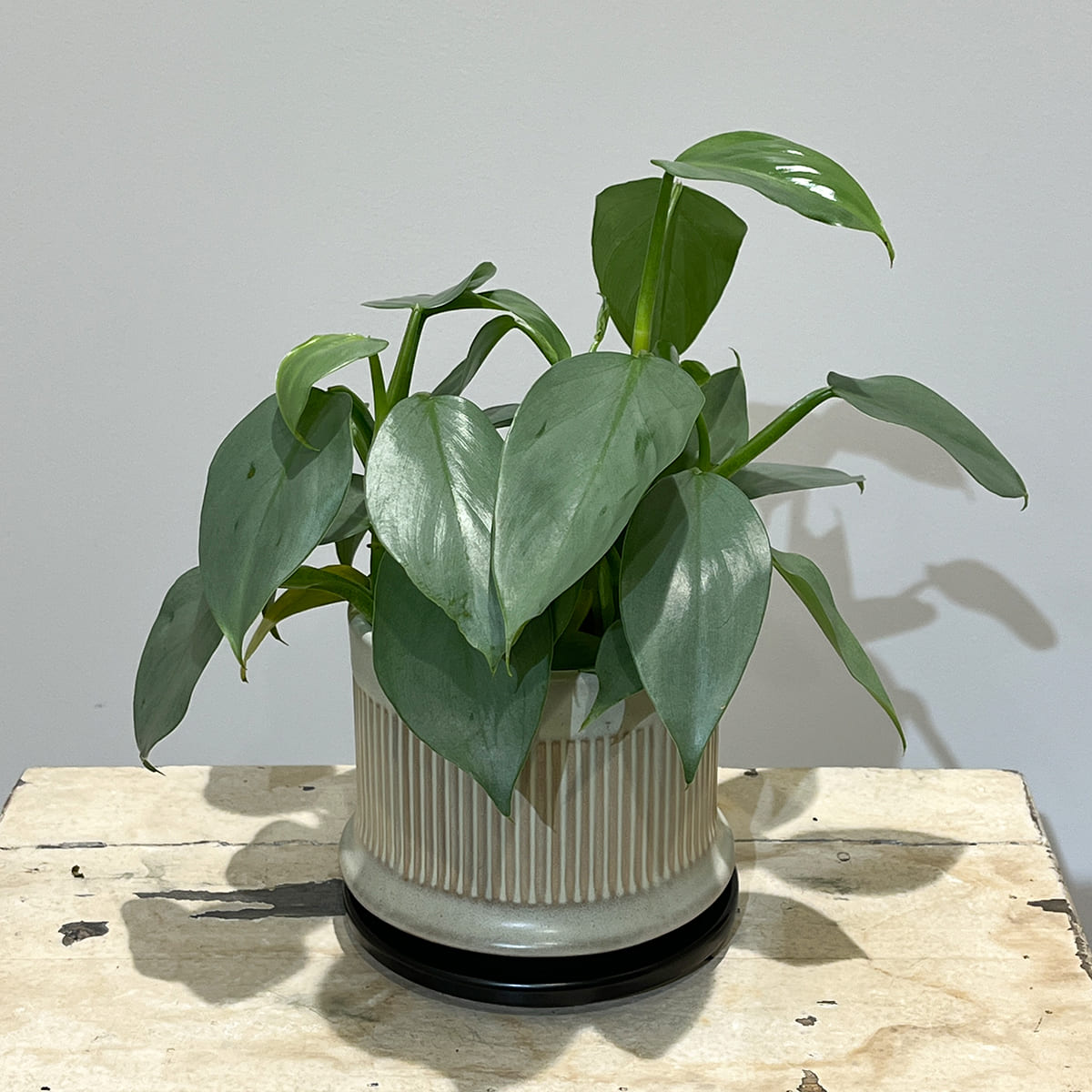 【植木鉢】陶器製スリット鉢 全４色（ライトグレー、グレージュ、ディープブルーグリーン、マットベージュ）（受け皿付き）