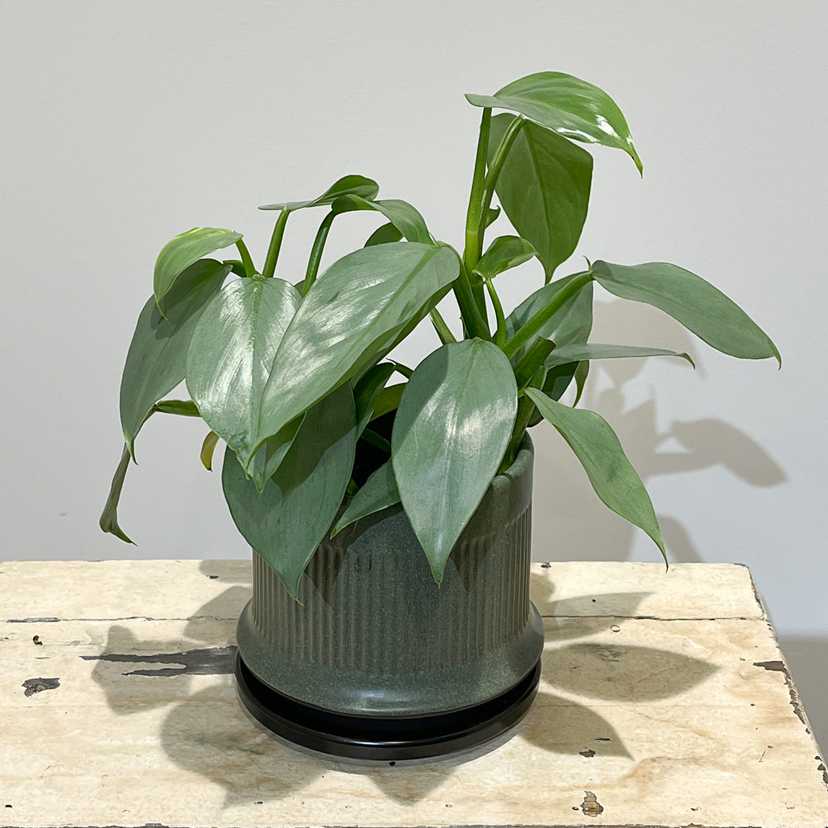【植木鉢】陶器製スリット鉢 全４色（ライトグレー、グレージュ、ディープブルーグリーン、マットベージュ）（受け皿付き）