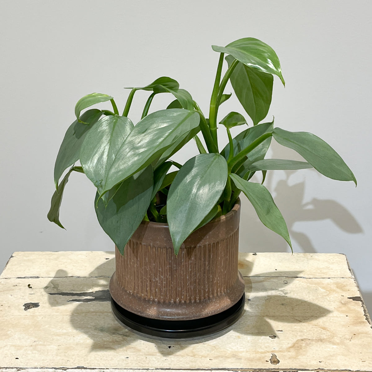 【植木鉢】陶器製スリット鉢 全４色（ライトグレー、グレージュ、ディープブルーグリーン、マットベージュ）（受け皿付き）