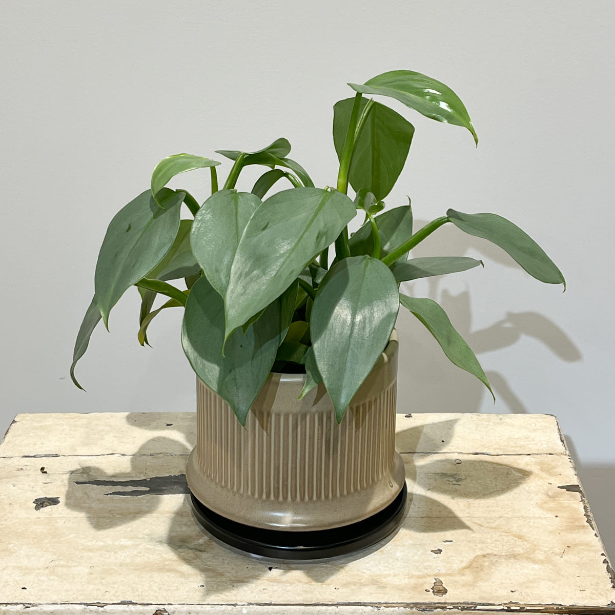 【植木鉢】陶器製スリット鉢 全４色（ライトグレー、グレージュ、ディープブルーグリーン、マットベージュ）（受け皿付き）