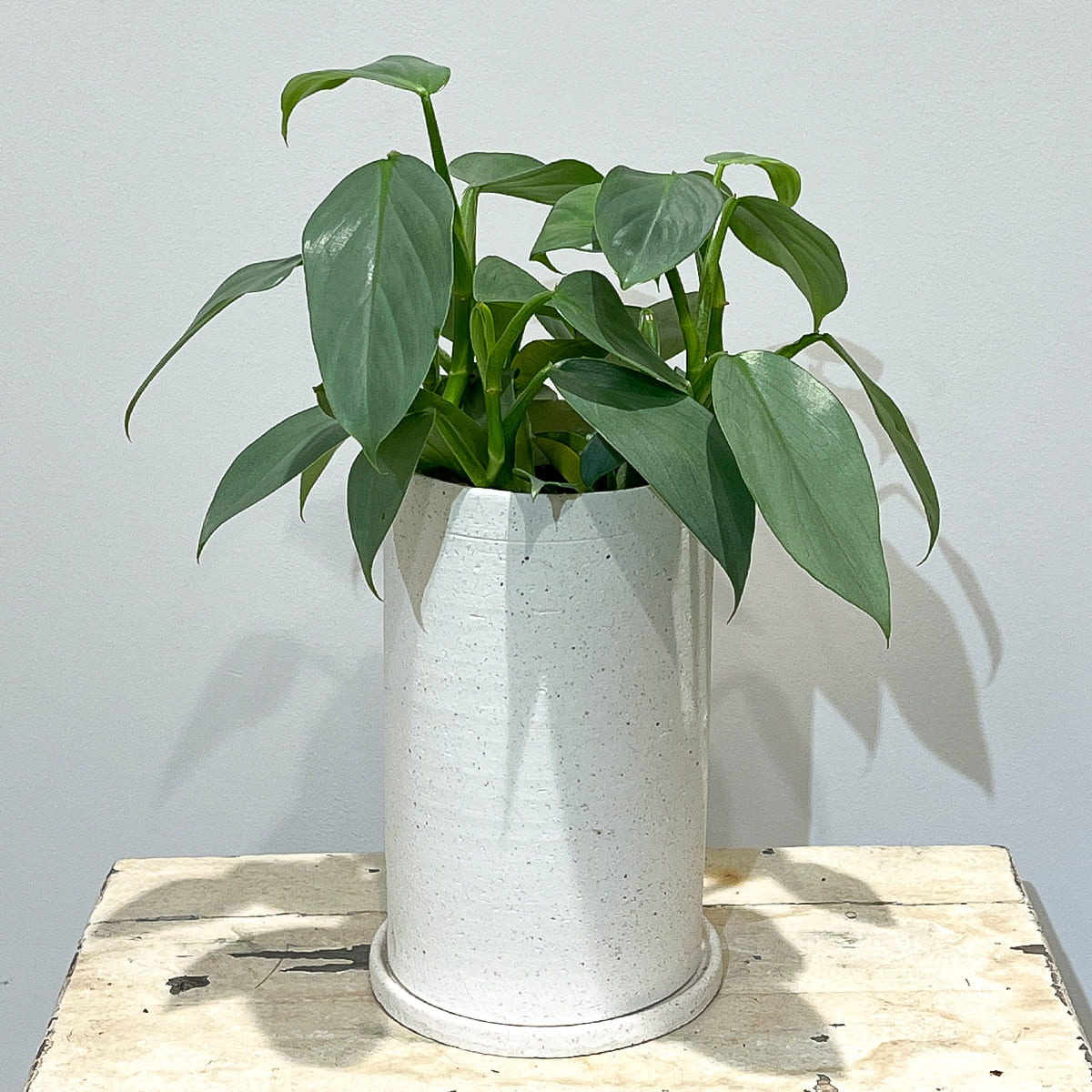 [Vase] bouton | Large size