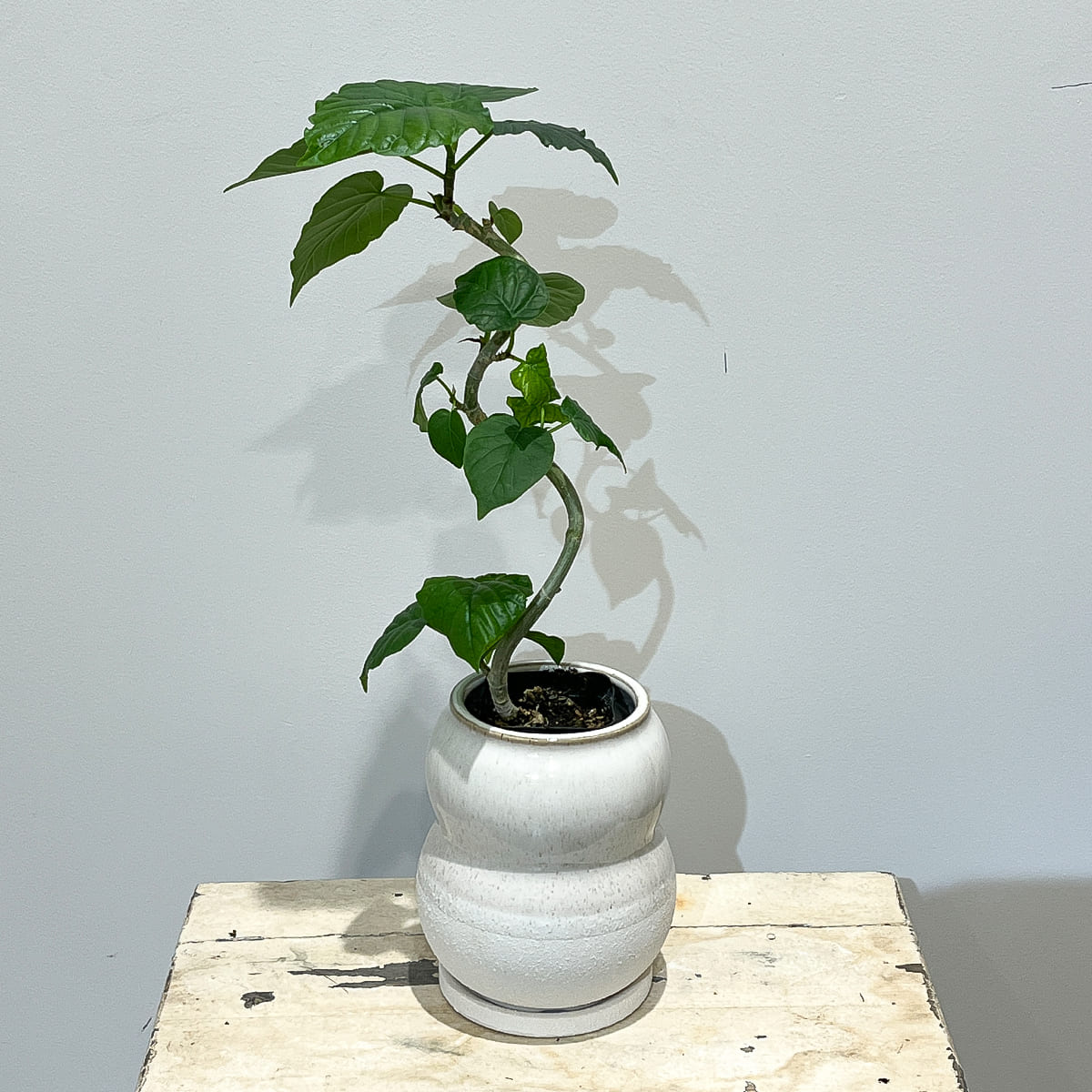 【植木鉢】くびれのある瓢箪型の陶器鉢（受け皿付き）