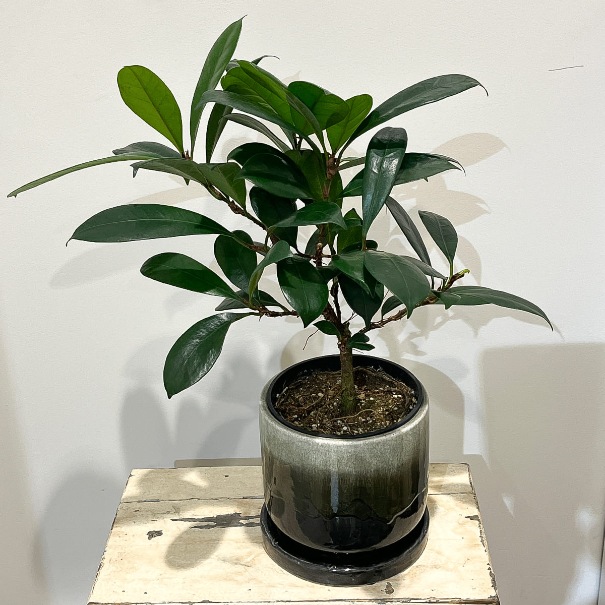 【植木鉢】釉薬のグラデーションが美しい陶器鉢 全２色 Mサイズ（ブラウン／ブラック）（受け皿付き）