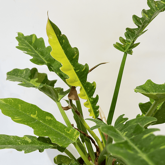 【フィロデンドロン リング・オブ・ファイア】観葉植物 (陶器鉢付き)