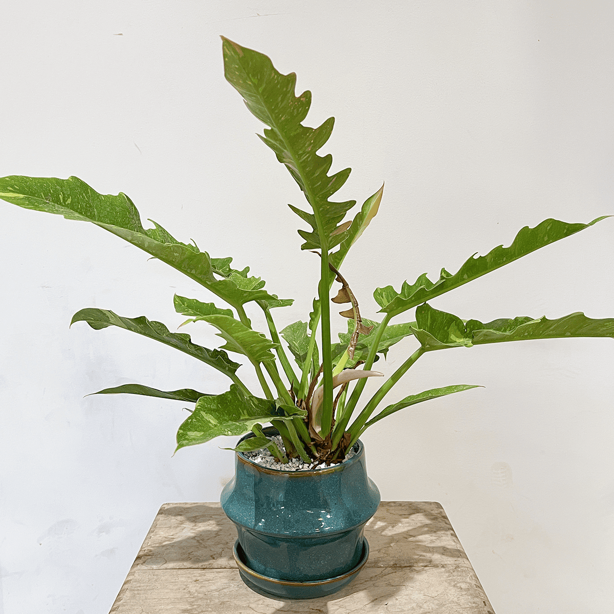 【필로덴드론·버킨】소형｜관엽 식물