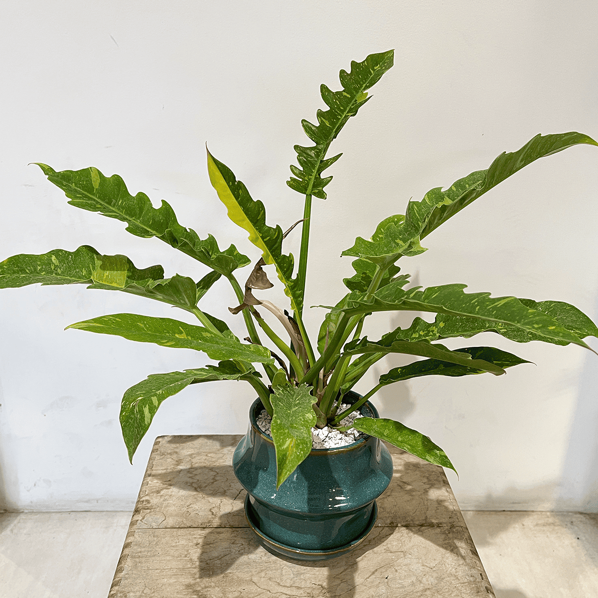 【필로덴드론·버킨】소형｜관엽 식물