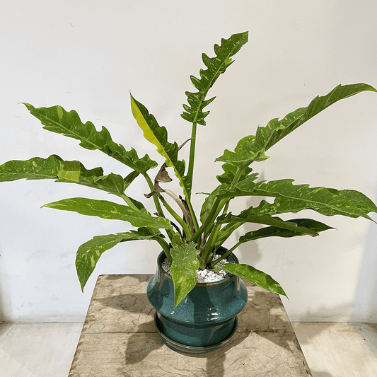 【フィロデンドロン リング・オブ・ファイア】観葉植物 (陶器鉢付き)