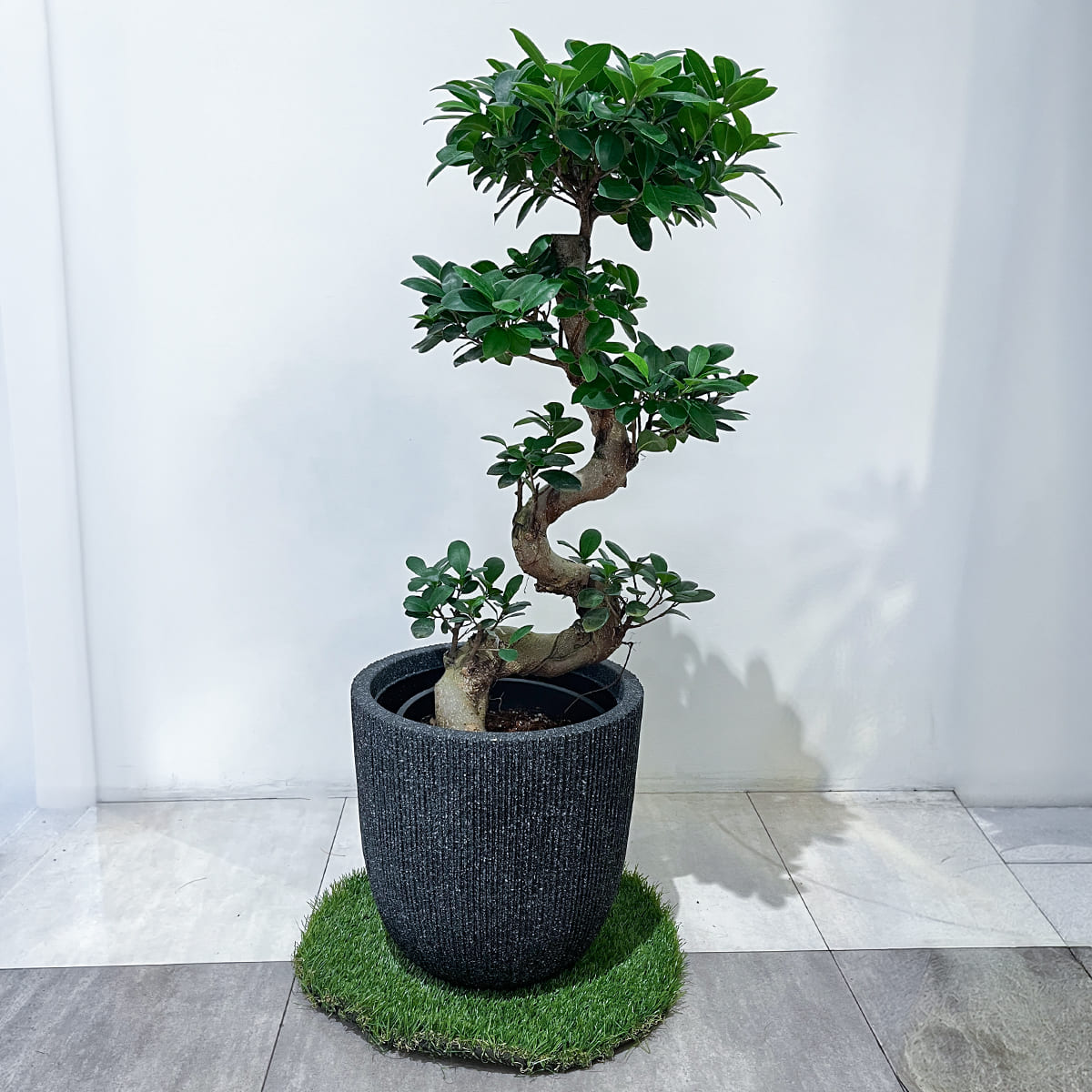 曲がりくねった幹が特徴のガジュマルの鉢植え