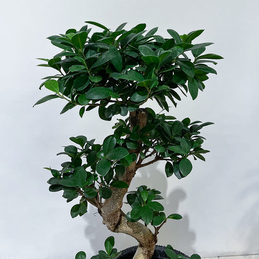 曲がりくねった幹が特徴のガジュマルの葉①