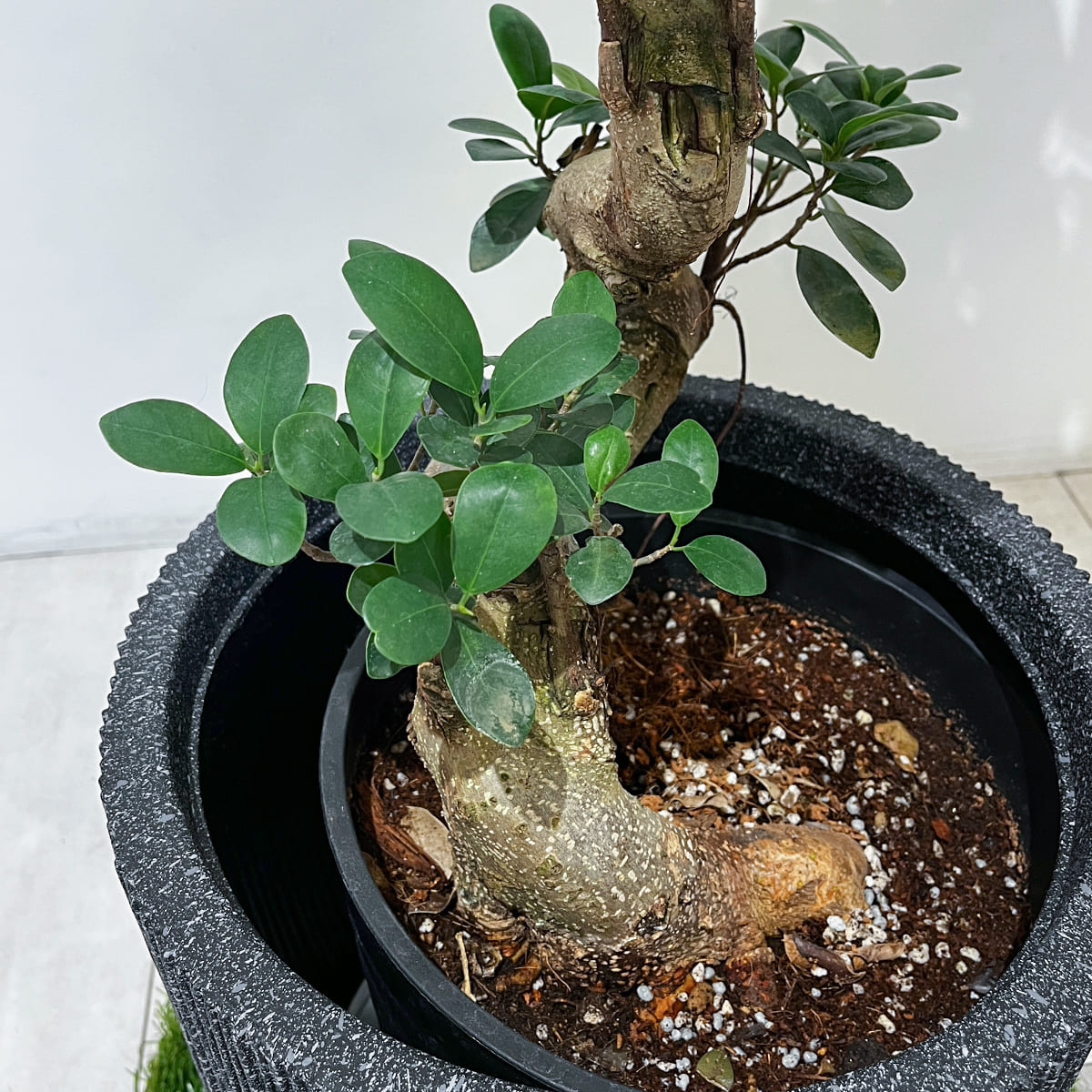 曲がりくねった幹が特徴のガジュマルの新芽