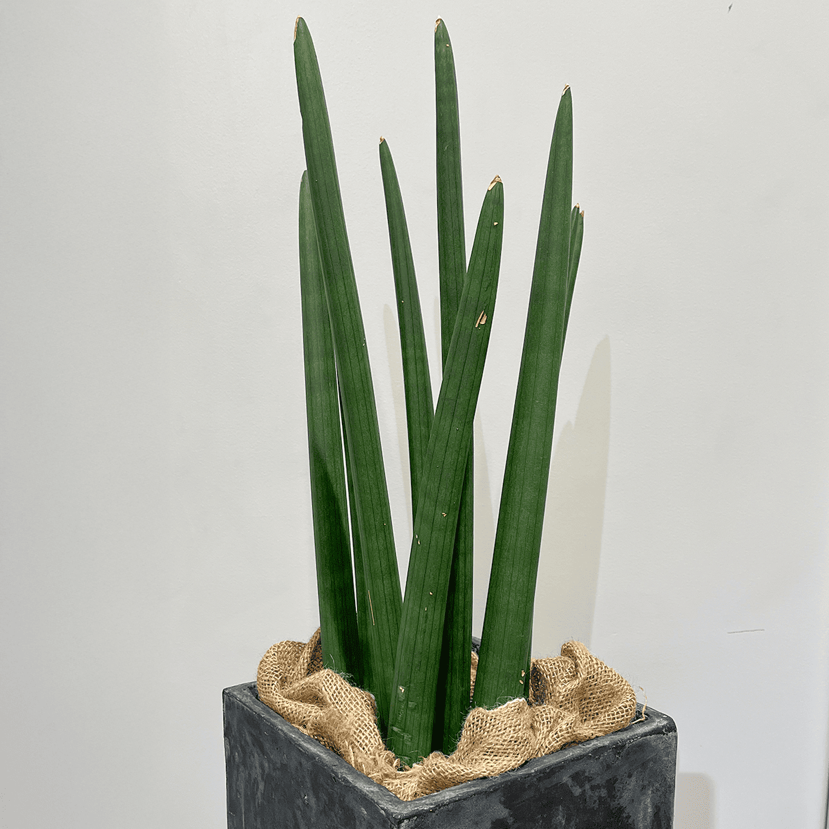 【サンスベリア スタッキー】大型｜観葉植物 (鉢カバー付き)