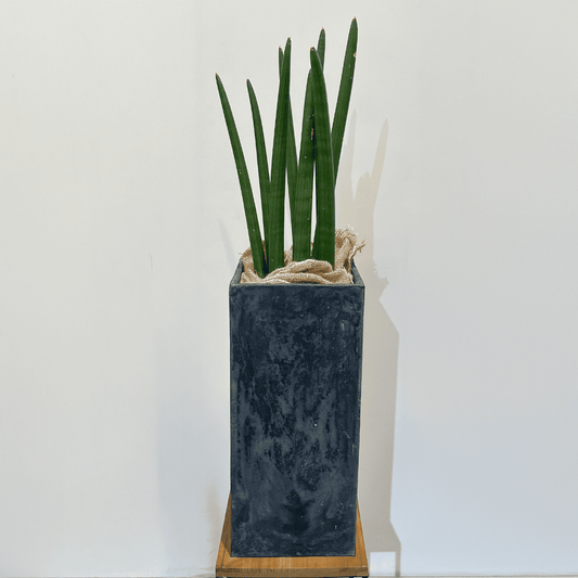 【サンスベリア スタッキー】大型｜観葉植物 (鉢カバー付き)