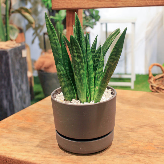【サンスベリア】観葉植物(陶器鉢付き)