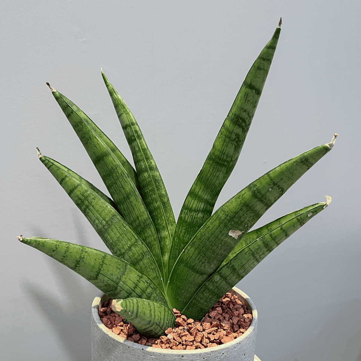 サンスベリア・インディ】観葉植物 (セメント鉢付き) – hanna