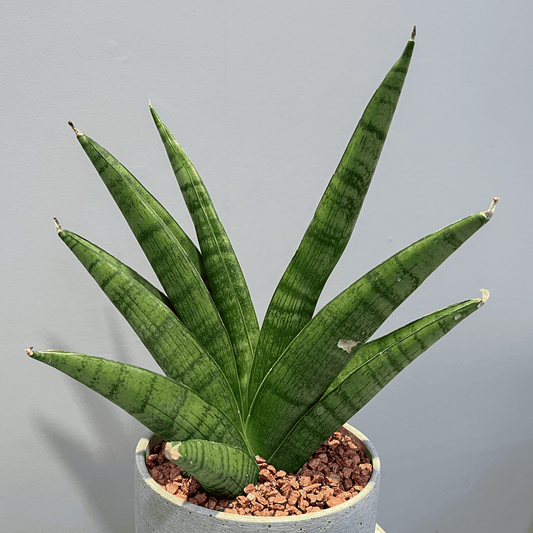 【サンスベリア・インディ】観葉植物 (セメント鉢付き)