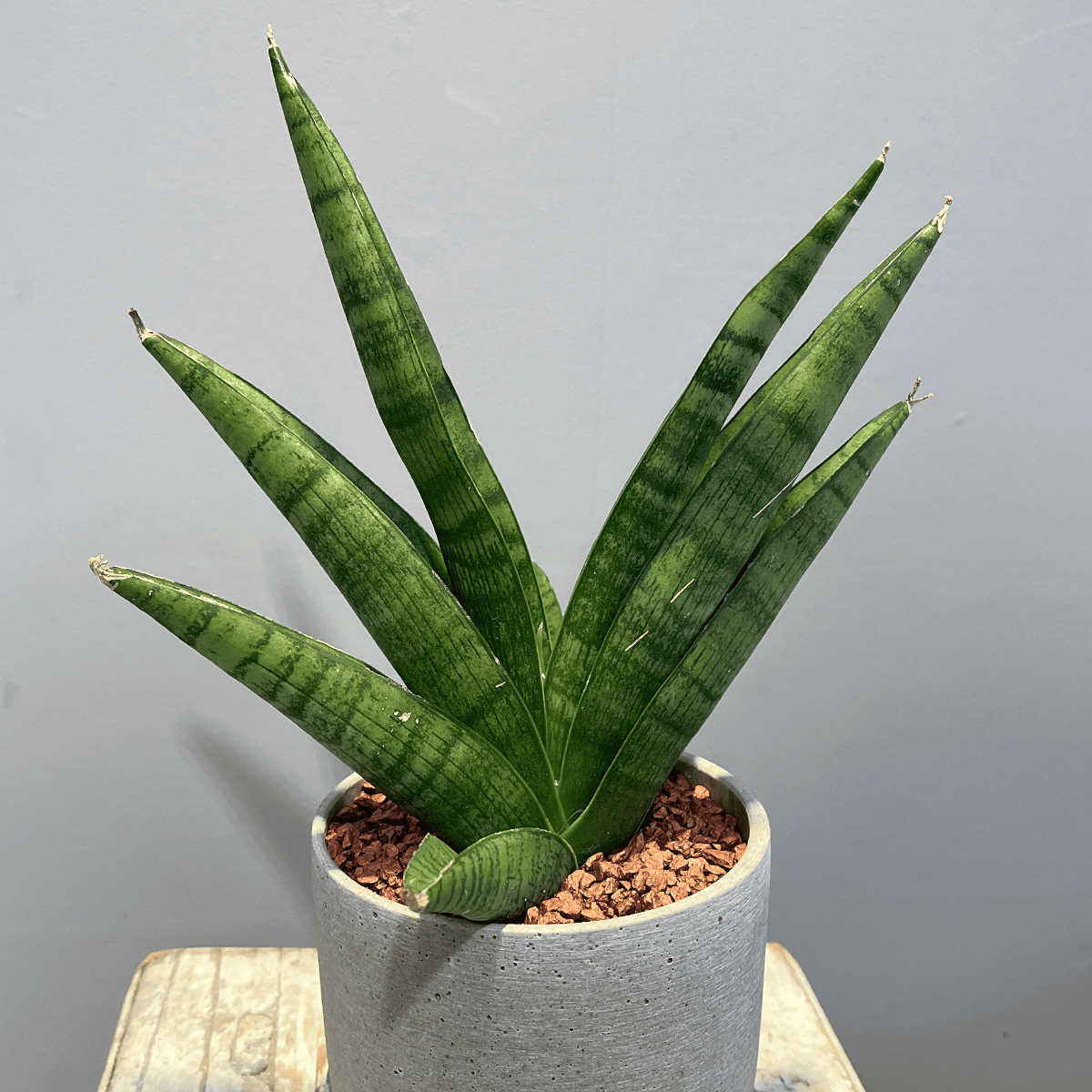 【サンスベリア・インディ】観葉植物 (セメント鉢付き)