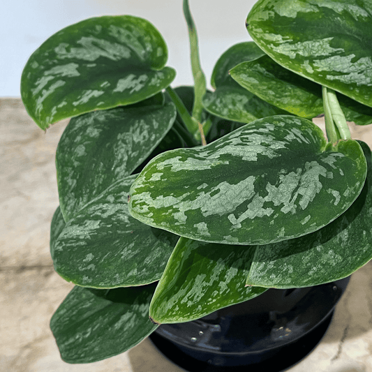 【スキンダプサス】観葉植物 (陶器鉢付き)