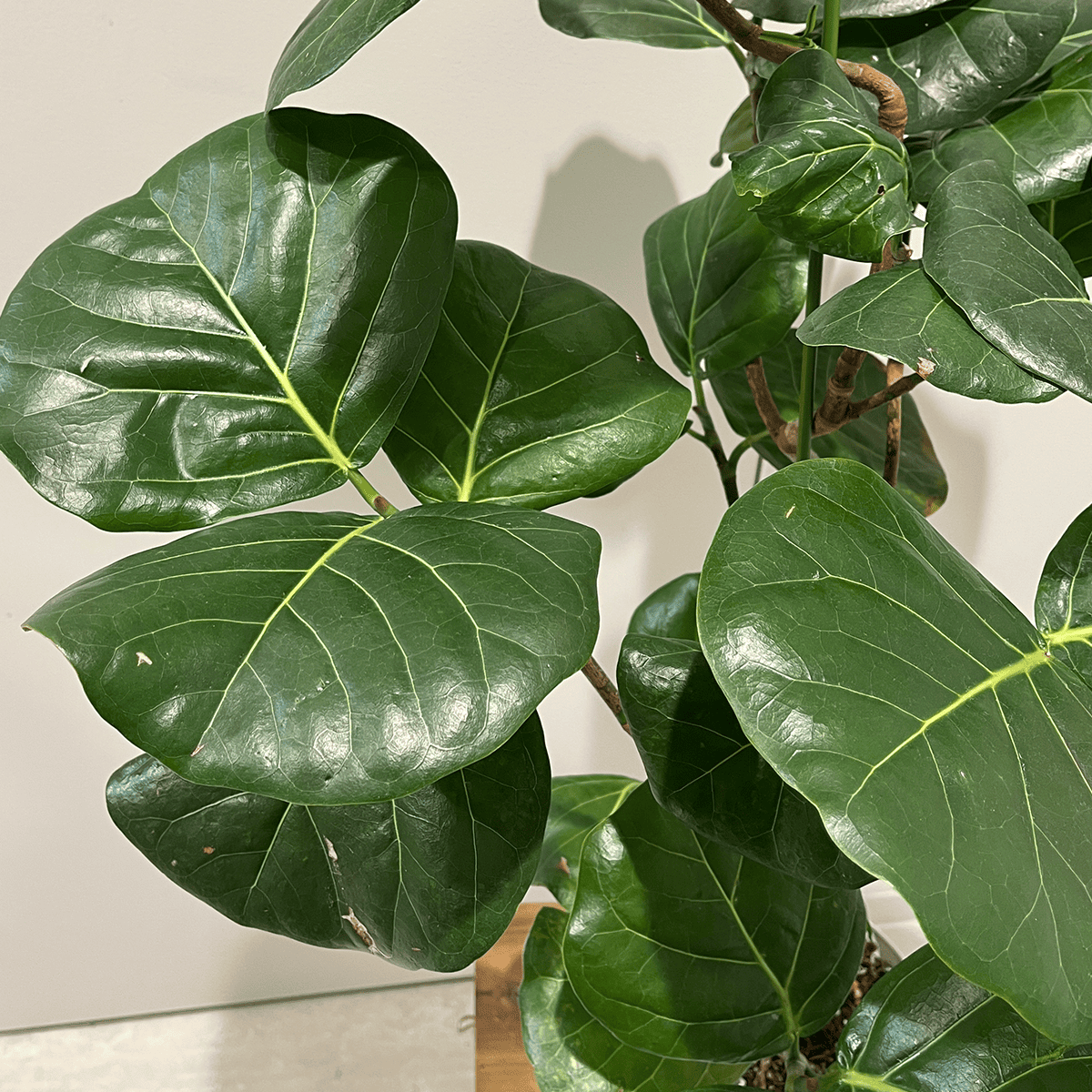 シーグレープ】中型|観葉植物|観葉植物の通販サイト – hanna シーグレープ】中型|観葉植物|観葉植物の通販サイト – hanna