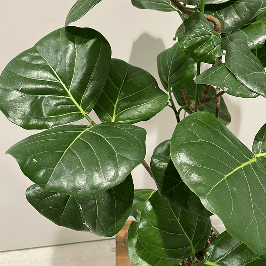 【シーグレープ】中型｜観葉植物