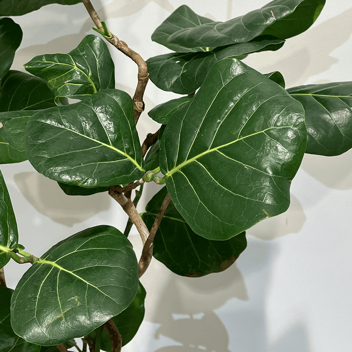 シーグレープ】中型|観葉植物|観葉植物の通販サイト – hanna シーグレープ】中型|観葉植物|観葉植物の通販サイト – hanna