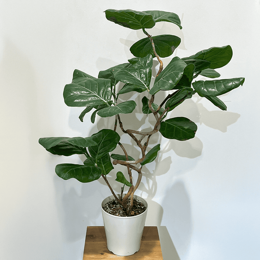 【シーグレープ】中型|観葉植物