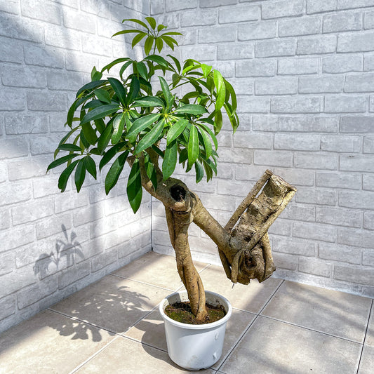 【シェフレラ01】観葉植物《バイヤー厳選・八丈島観葉植物》店頭受取・自社配送のみ