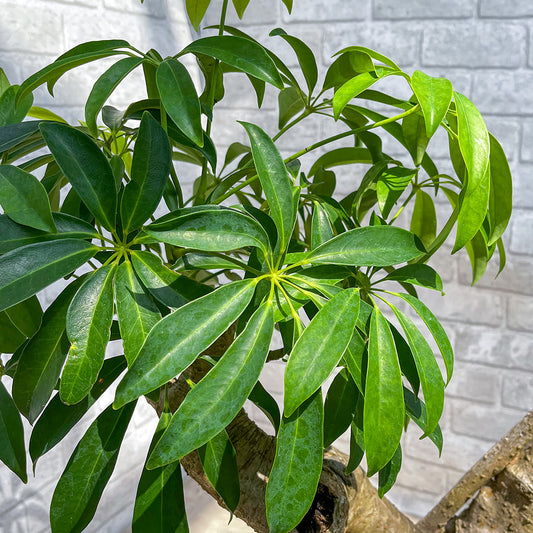 【シェフレラ01】観葉植物《バイヤー厳選・八丈島観葉植物》店頭受取・自社配送のみ