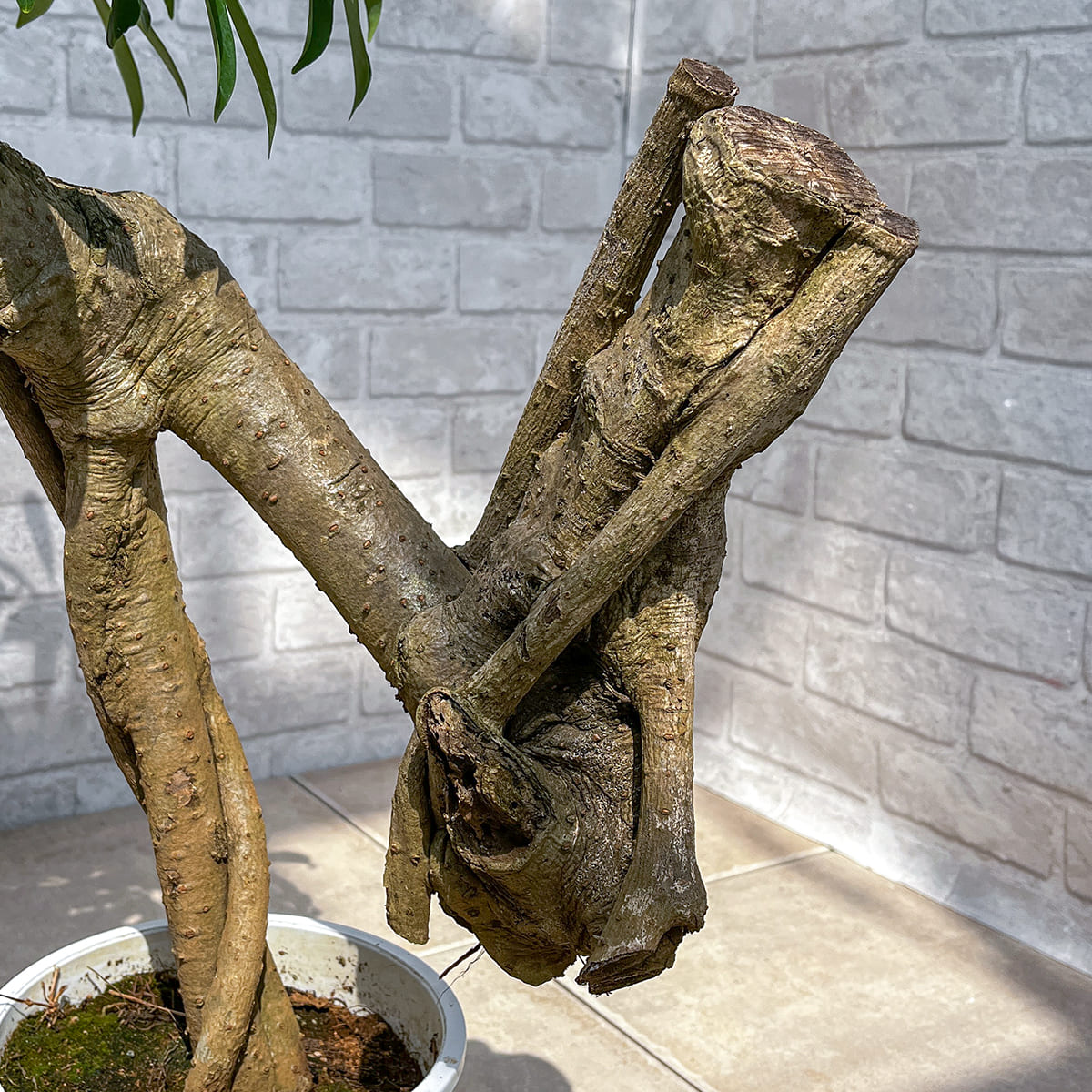 【シェフレラ01】観葉植物《バイヤー厳選・八丈島観葉植物》店頭受取・自社配送のみ