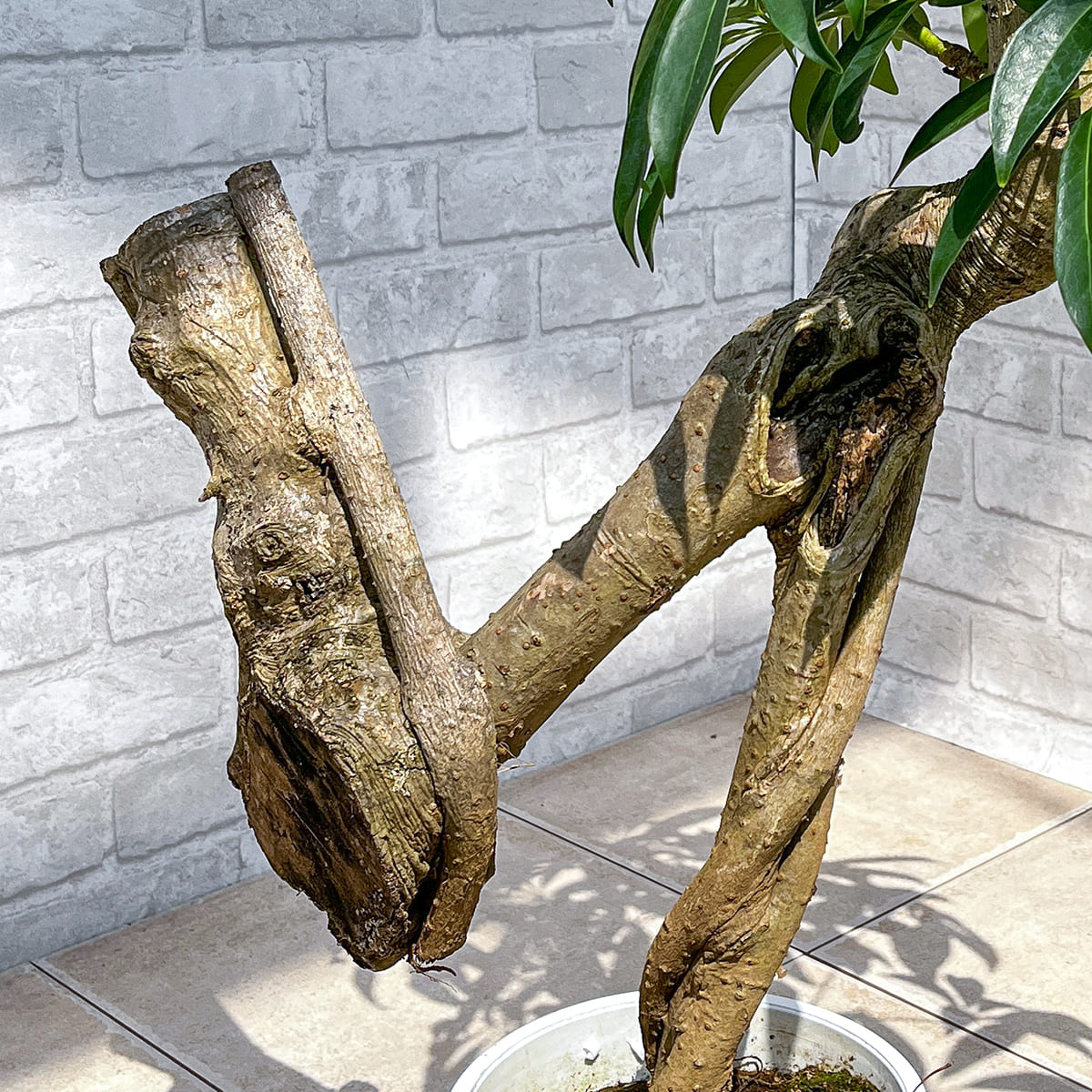 【シェフレラ01】観葉植物《バイヤー厳選・八丈島観葉植物》店頭受取・自社配送のみ