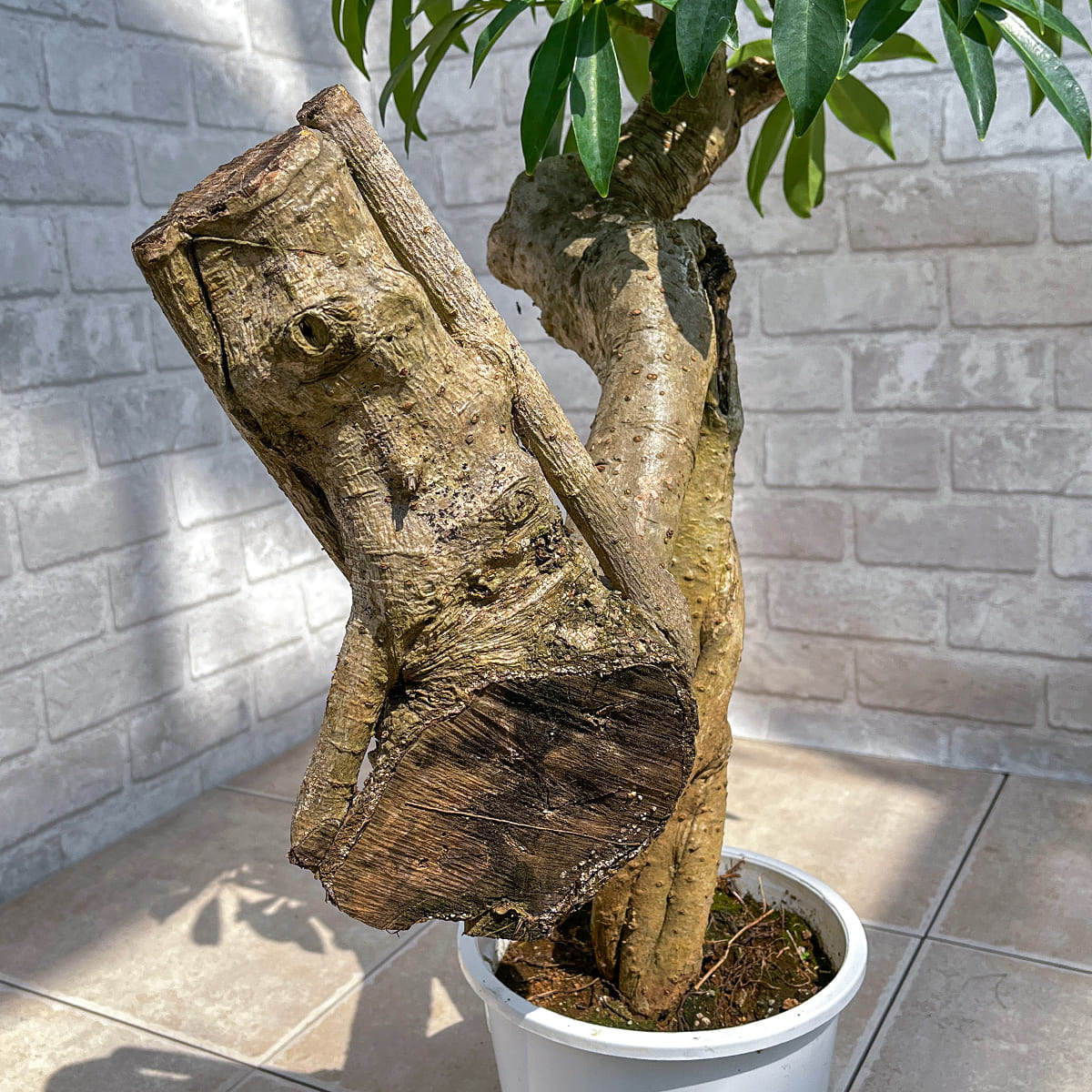 【シェフレラ01】観葉植物《バイヤー厳選・八丈島観葉植物》店頭受取・自社配送のみ