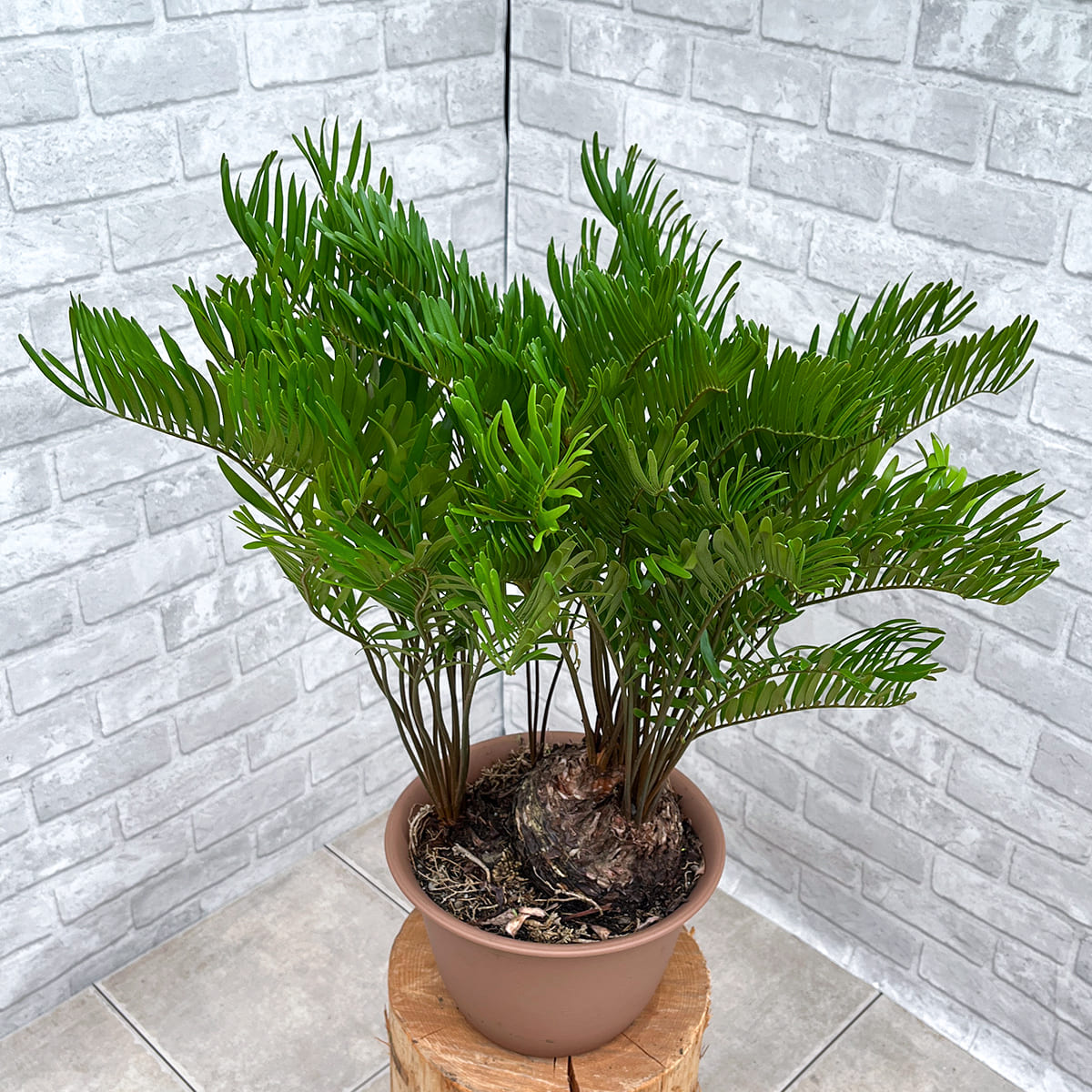 【ザミア フロリダーナ①】観葉植物《バイヤー厳選・沖縄観葉植物》