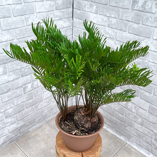 【ザミア フロリダーナ①】観葉植物《バイヤー厳選・沖縄観葉植物》
