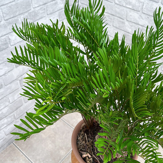 【ザミア フロリダーナ①】観葉植物《バイヤー厳選・沖縄観葉植物》