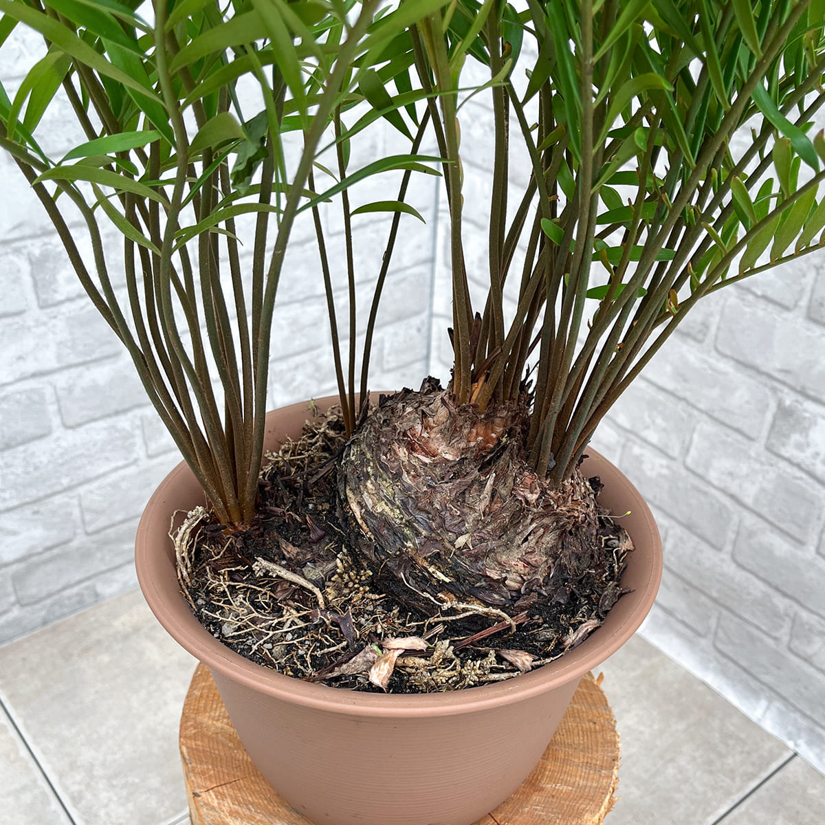 【ザミア フロリダーナ①】観葉植物《バイヤー厳選・沖縄観葉植物》