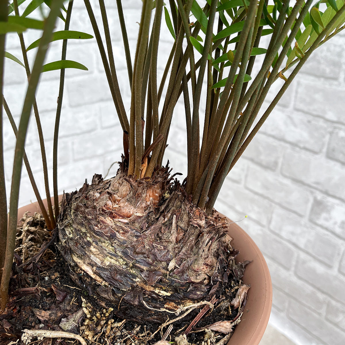 【ザミア フロリダーナ①】観葉植物《バイヤー厳選・沖縄観葉植物》