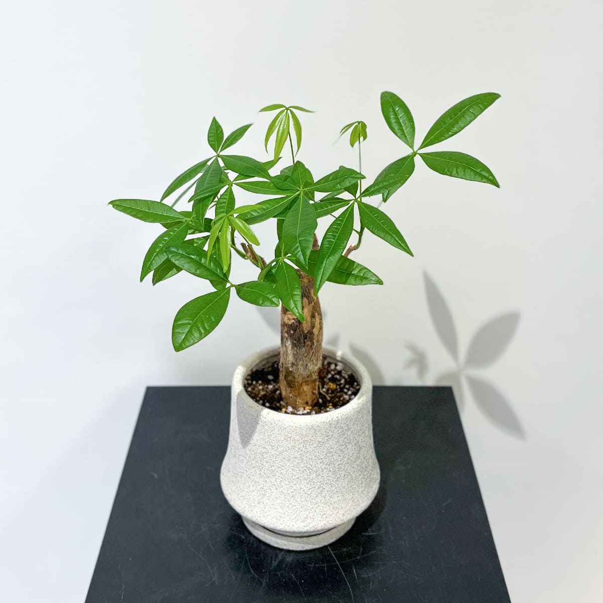Zamia florida 03, small size | Houseplant (with ceramic pot) - carefully selected by buyers - Okinawan houseplants
