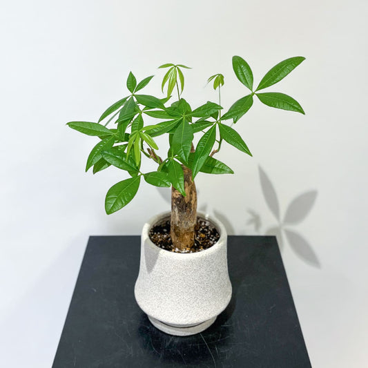 【パキラ】陶器鉢付き|観葉植物《プロの家で育った観葉植物》