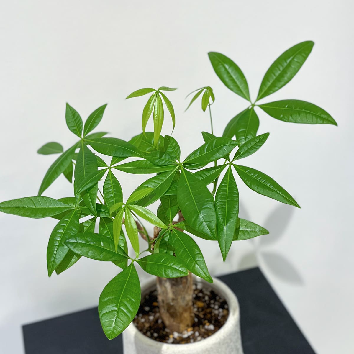Zamia florida 03, small size | Houseplant (with ceramic pot) - carefully selected by buyers - Okinawan houseplants